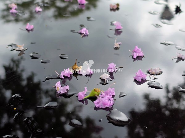 Tiny Treasures